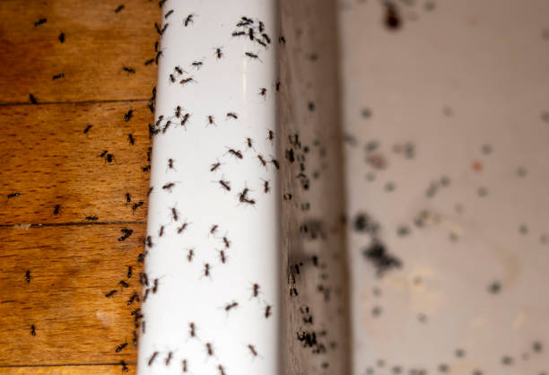 Best Ant Control Services  in Ben Lomond, CA